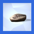 Fossils
